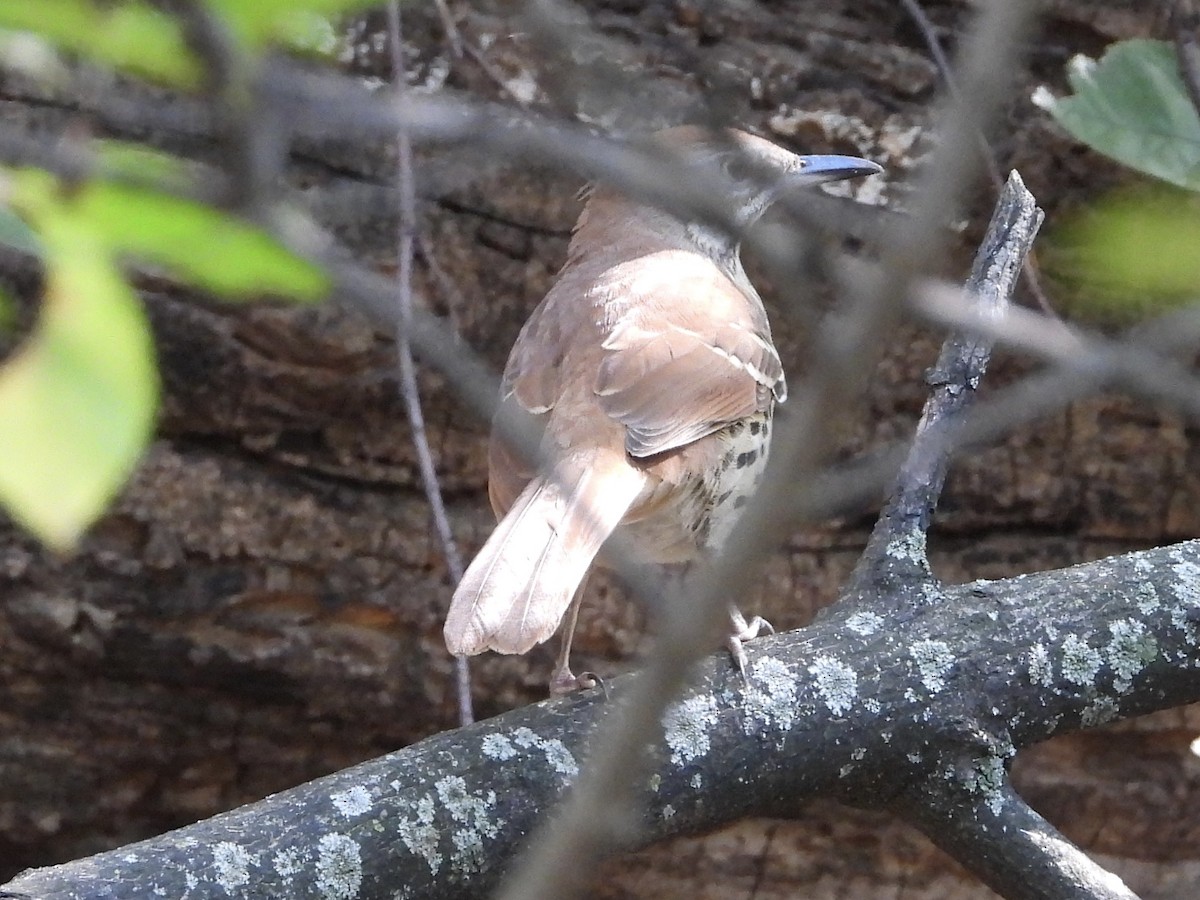Brown Thrasher - ML642772755