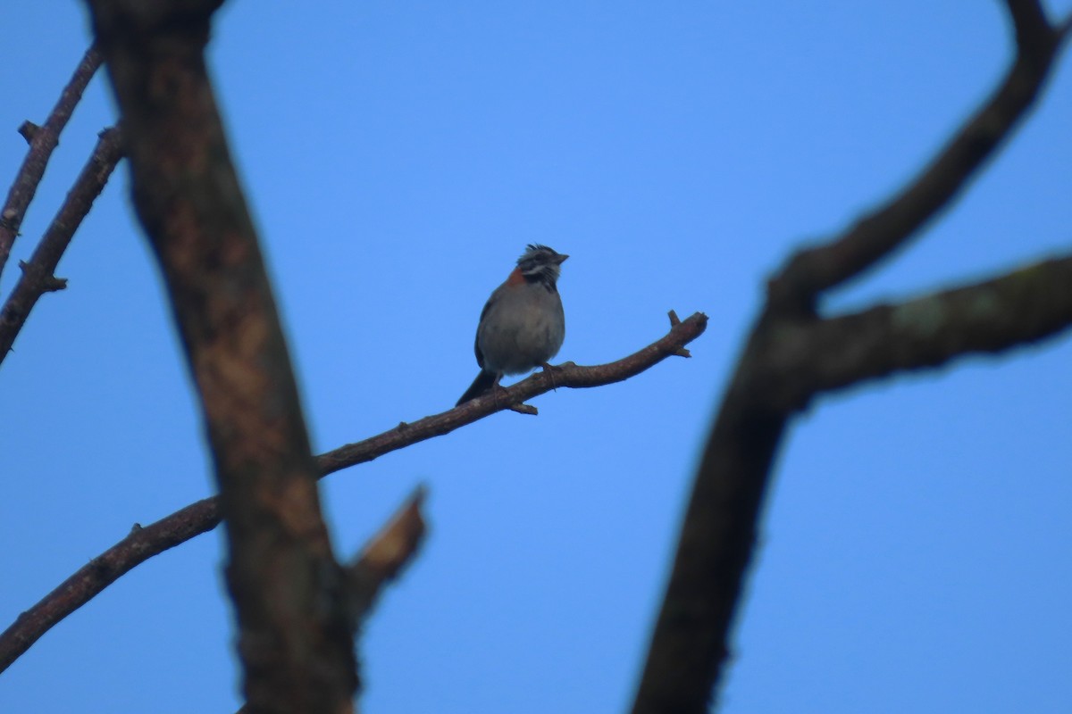 Rufous-collared Sparrow - ML642772757