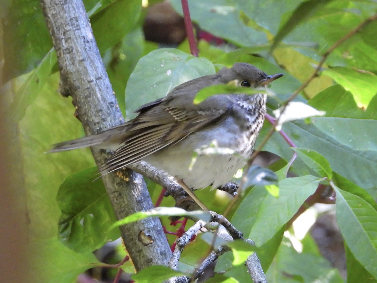 Gray-cheeked Thrush - ML642772764
