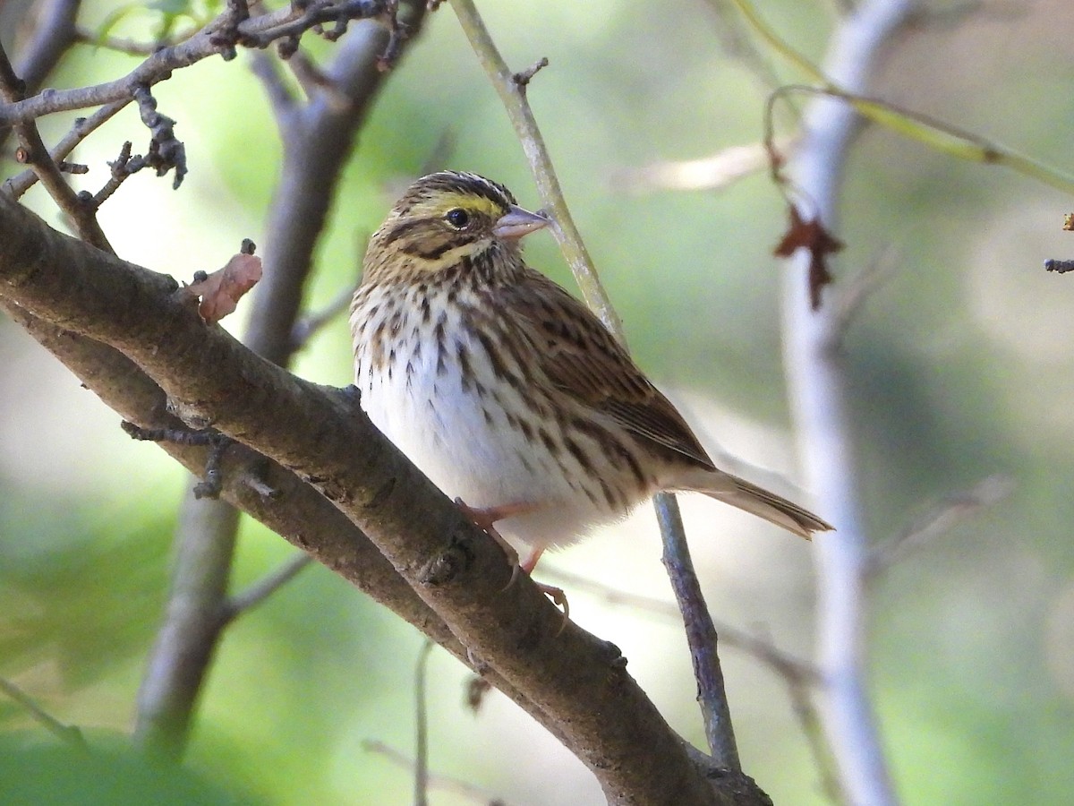 Savannah Sparrow - ML642772771