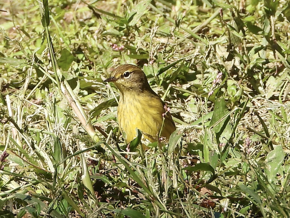 Palm Warbler - ML642772779
