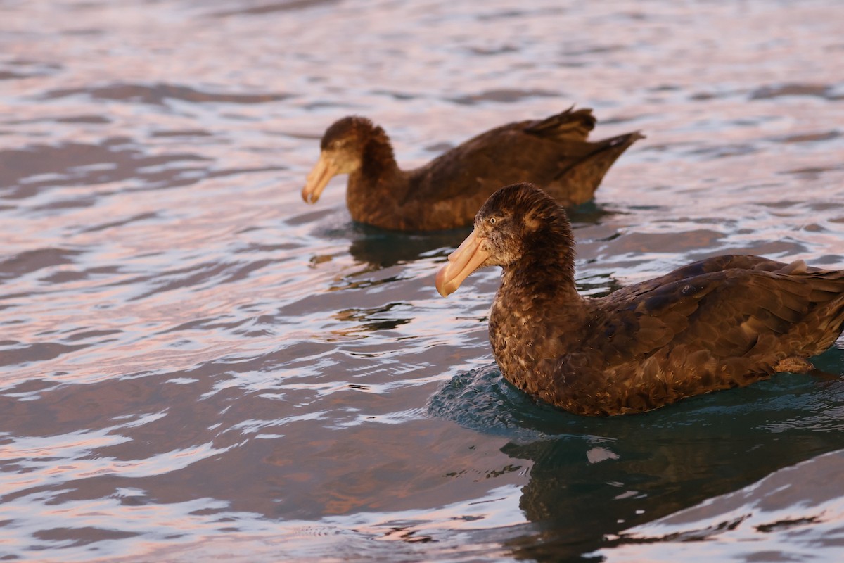 Northern Giant-Petrel - ML642772801