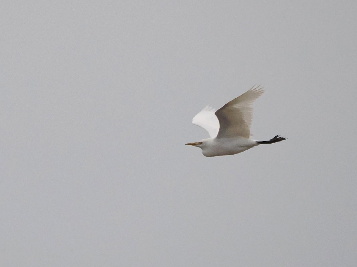 Western Cattle-Egret - ML642772807