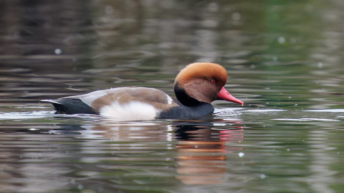 Red-crested Pochard - ML642772837