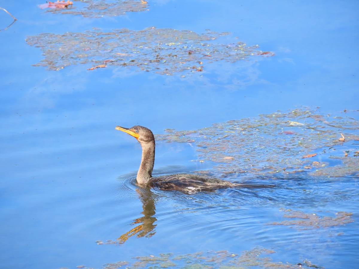 Double-crested Cormorant - ML642772839