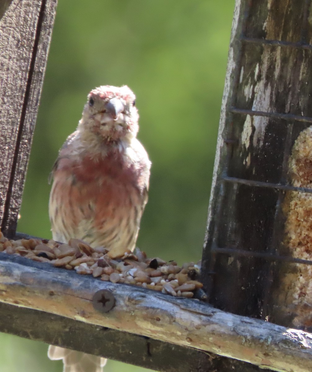 House Finch - ML642772844