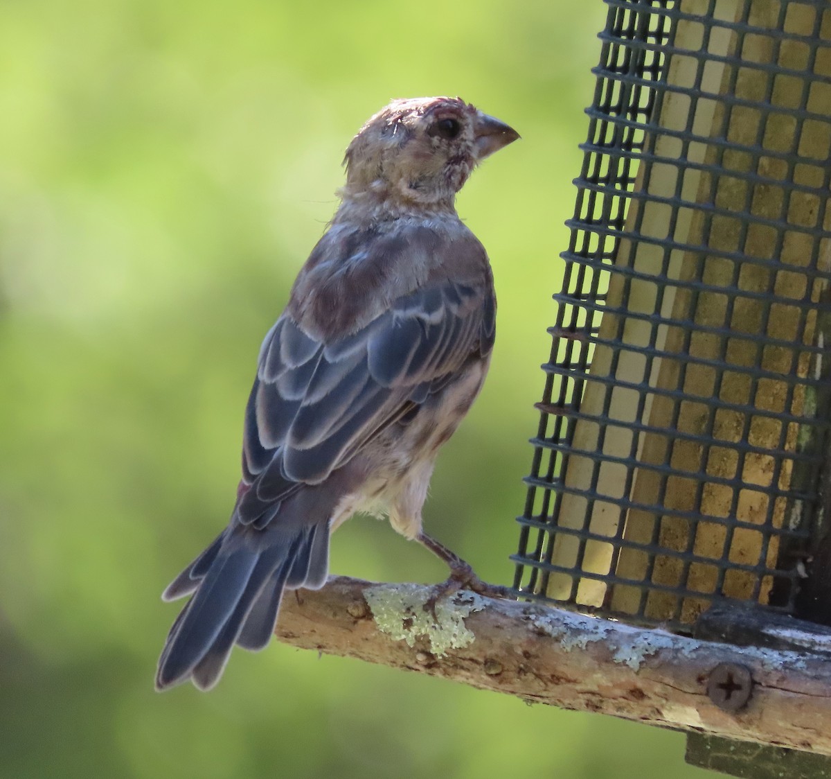 House Finch - ML642772845