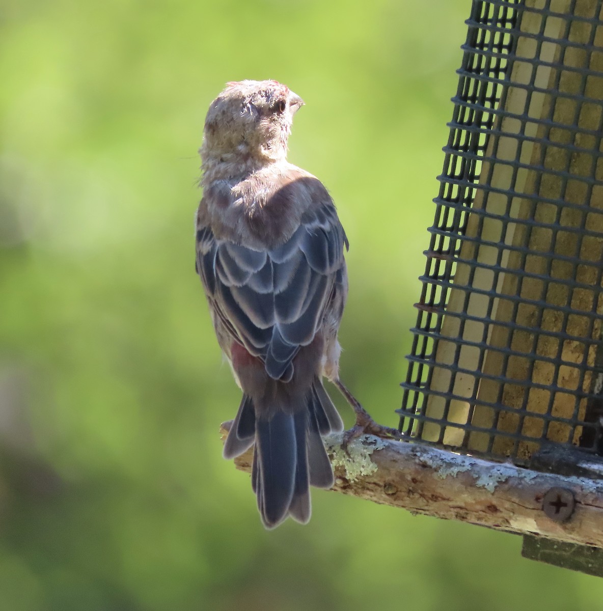 House Finch - ML642772846