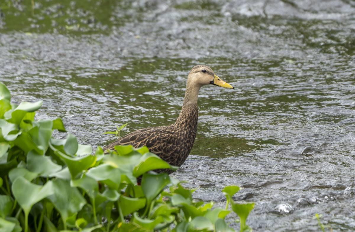 Mottled Duck - ML642772868