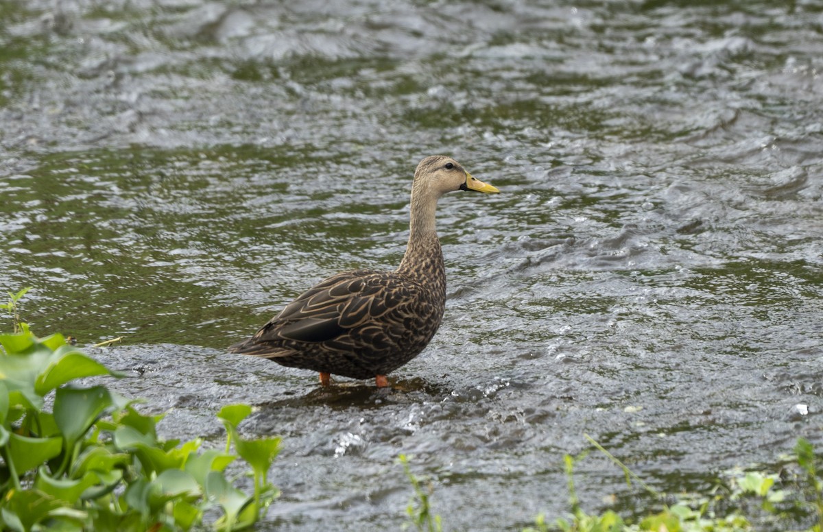 Mottled Duck - ML642772873