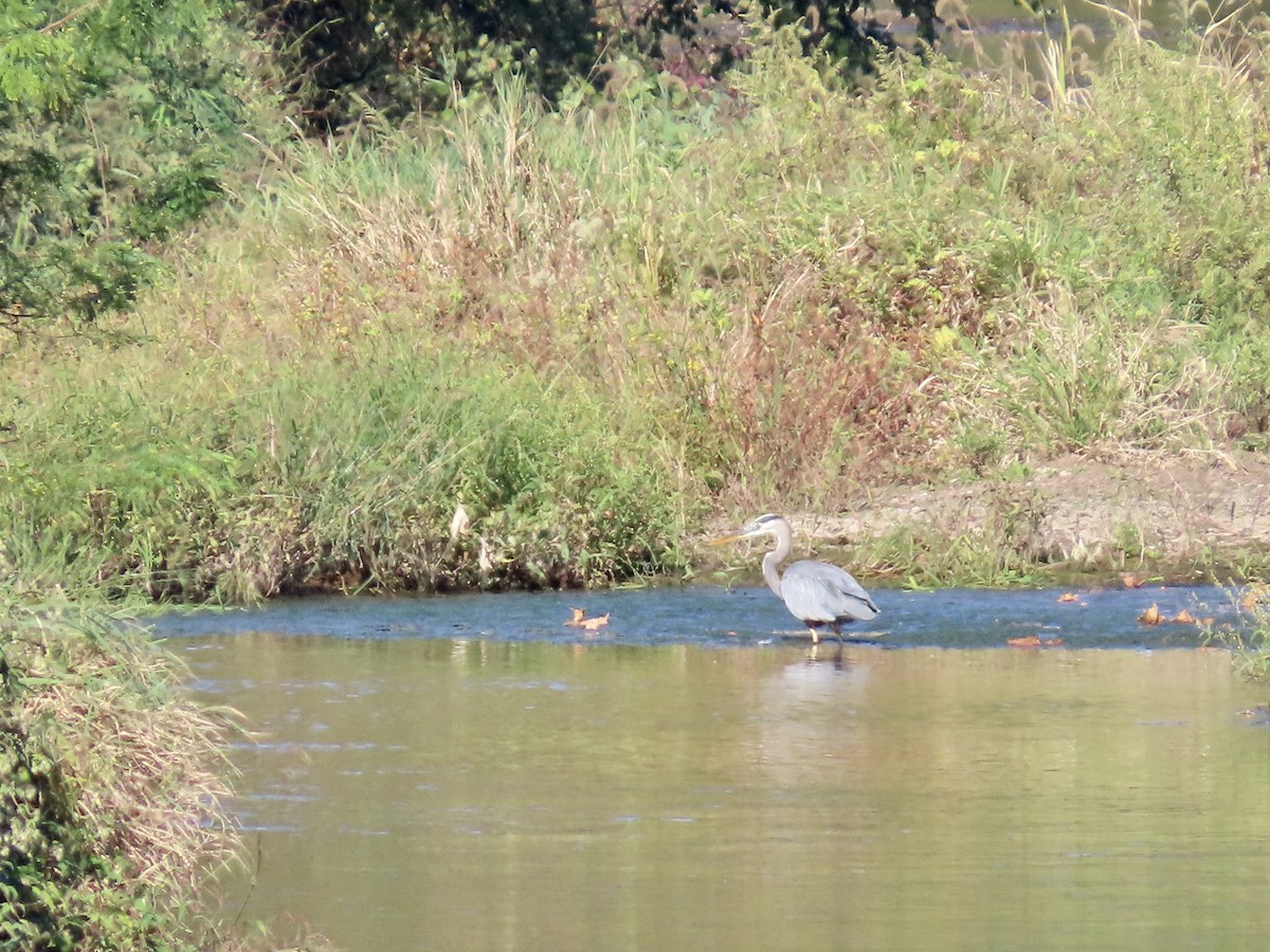 Great Blue Heron - ML642772880