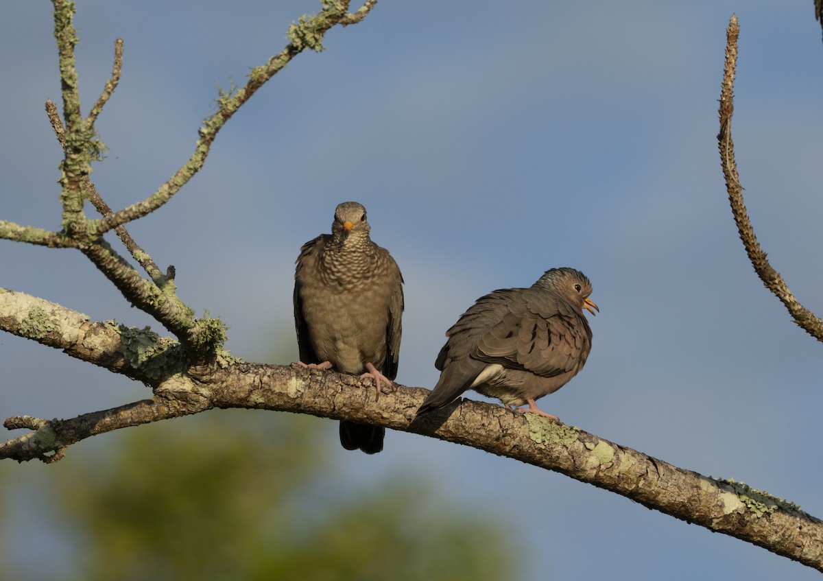 Common Ground Dove - ML642772888
