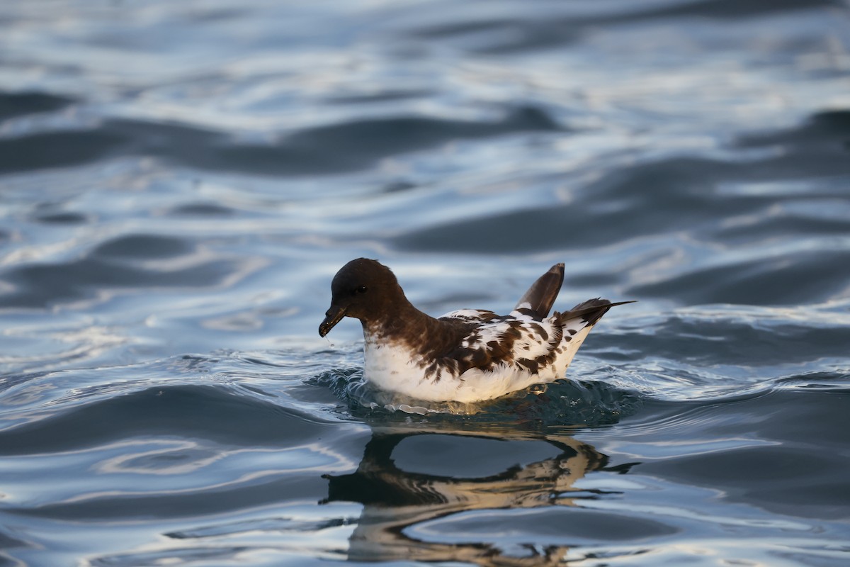 Pintado Petrel - ML642772893