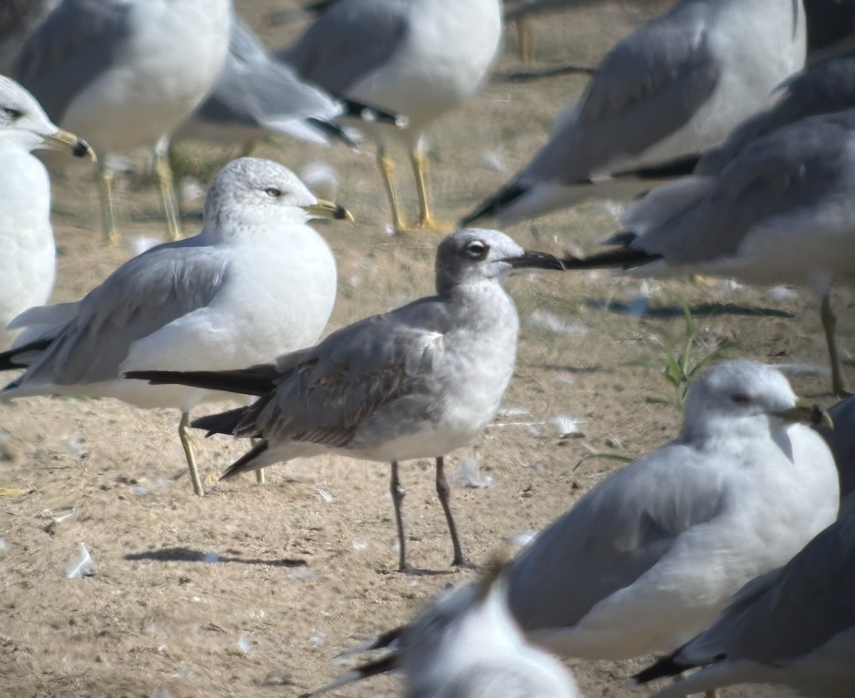 Antxeta mokogorri amerikarra - ML642772896