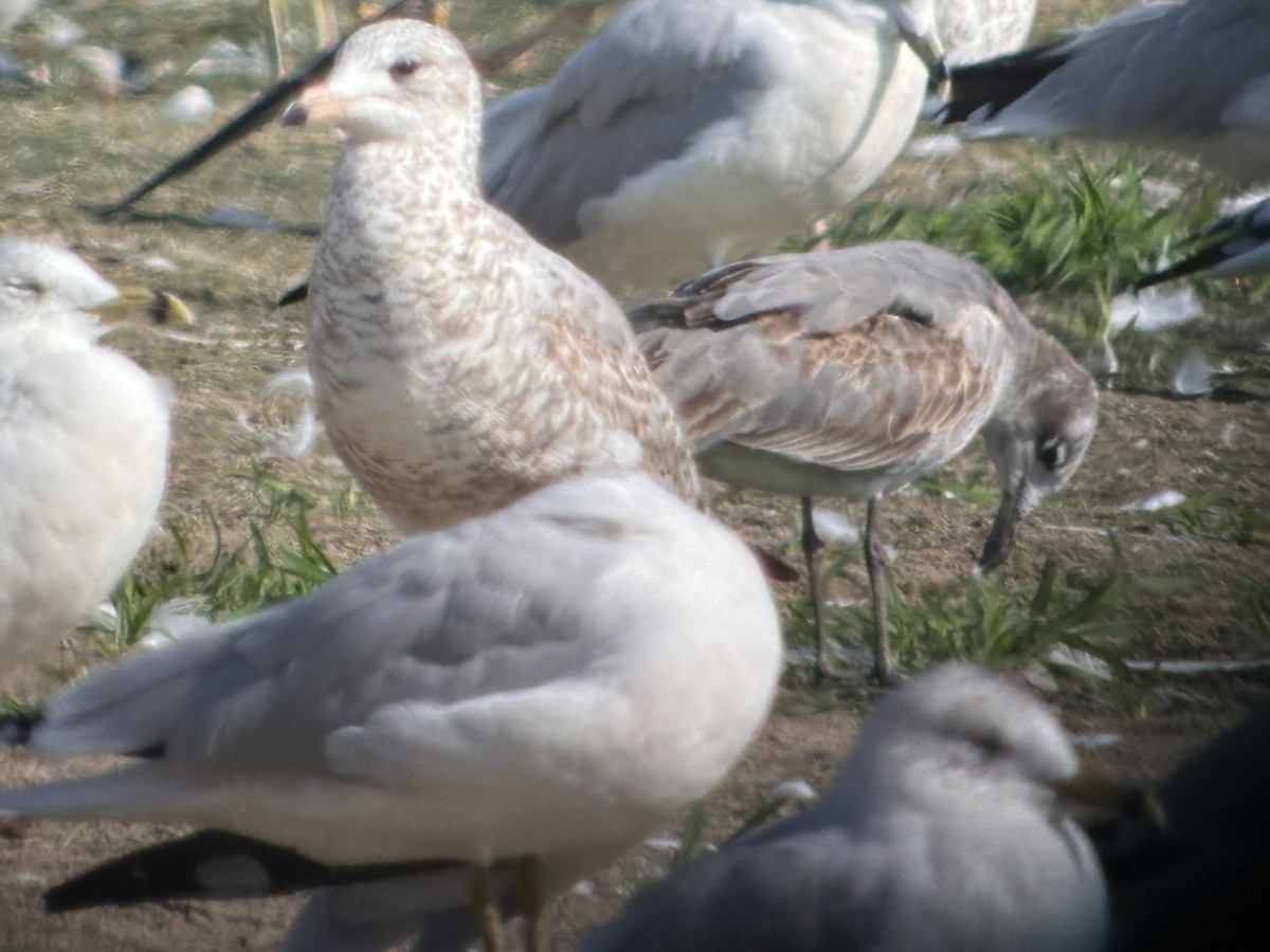 Antxeta mokogorri amerikarra - ML642772897