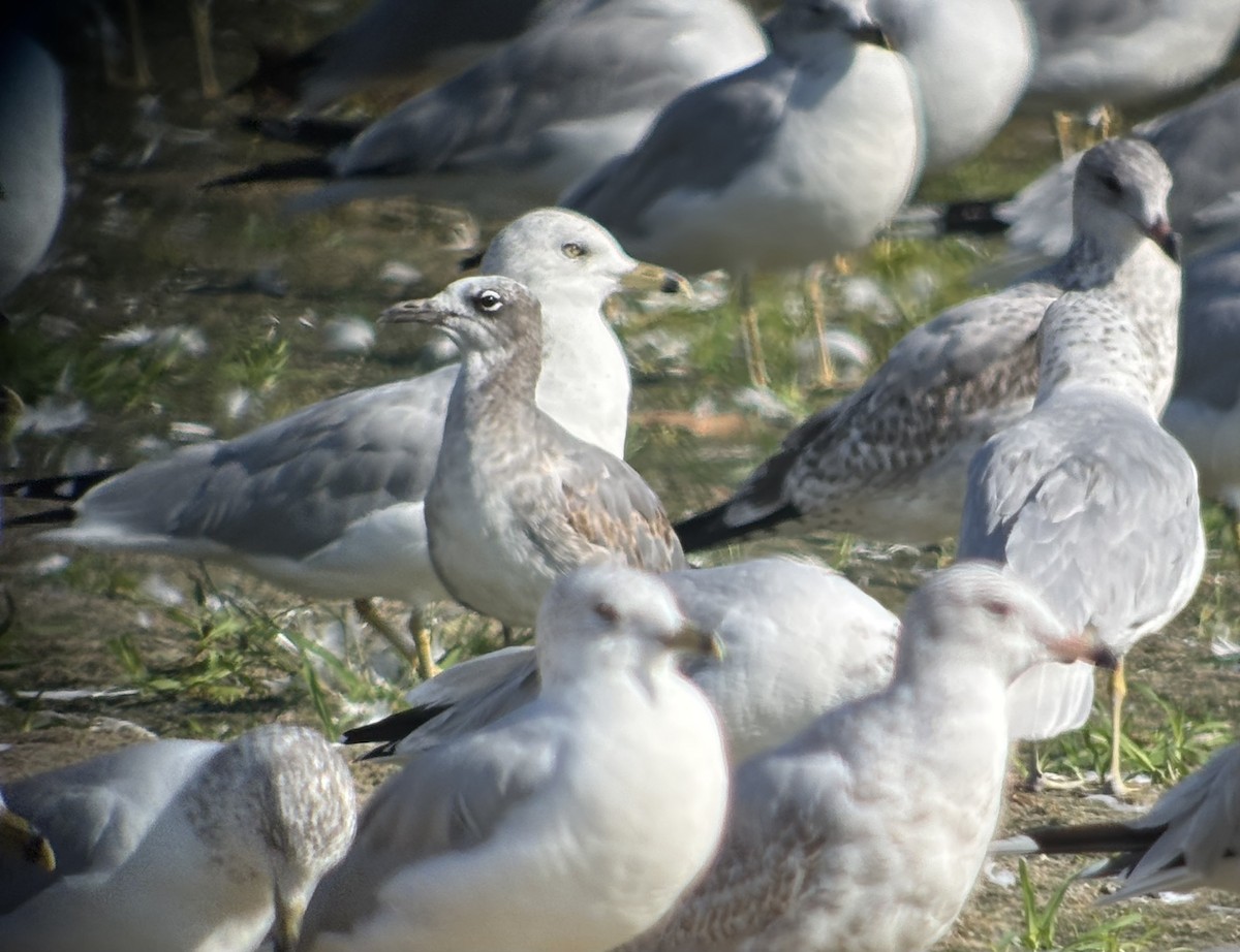 Antxeta mokogorri amerikarra - ML642772898