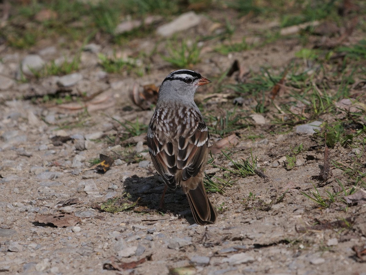 White-crowned Sparrow - ML642772943