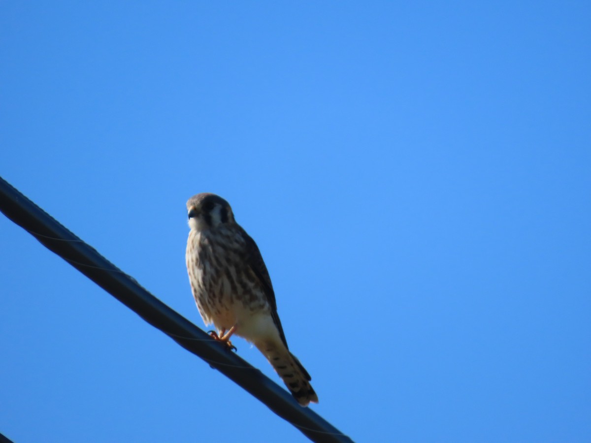 American Kestrel - ML642772949