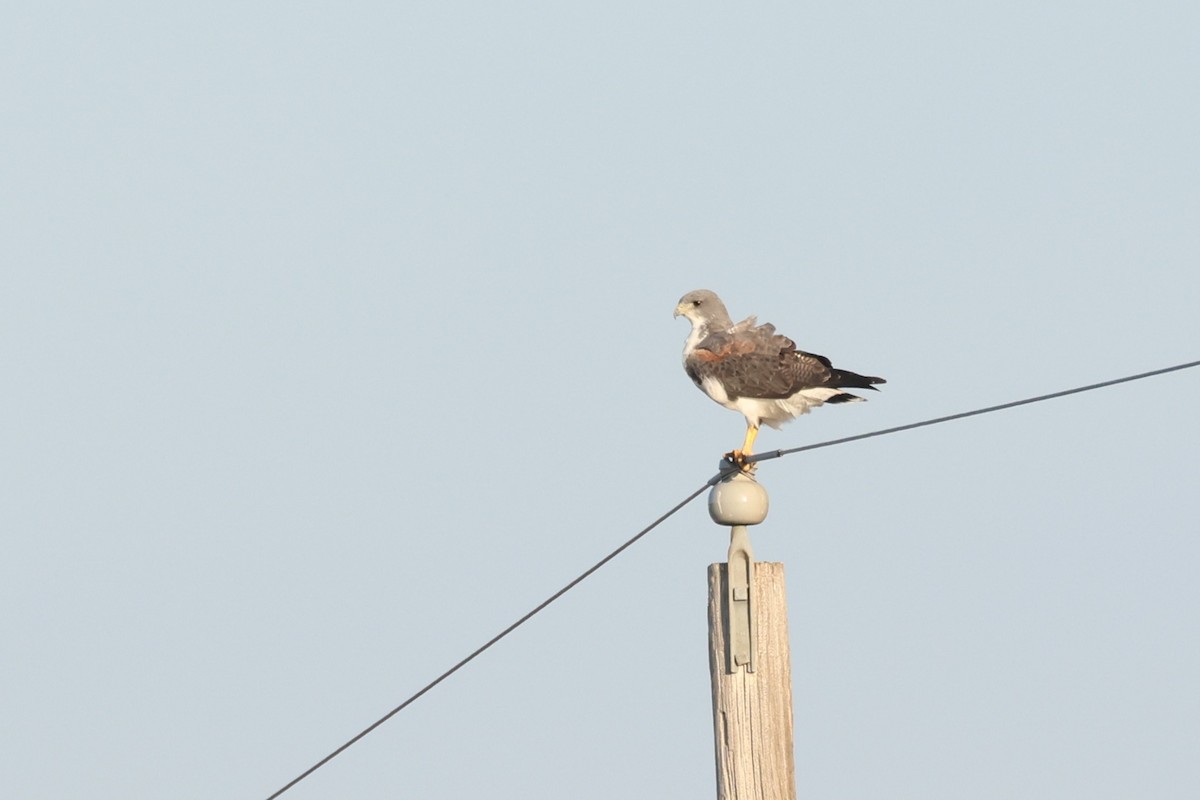 White-tailed Hawk - ML642772969