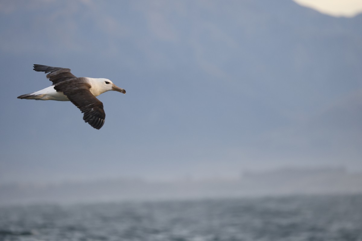 Black-browed Albatross - ML642772972