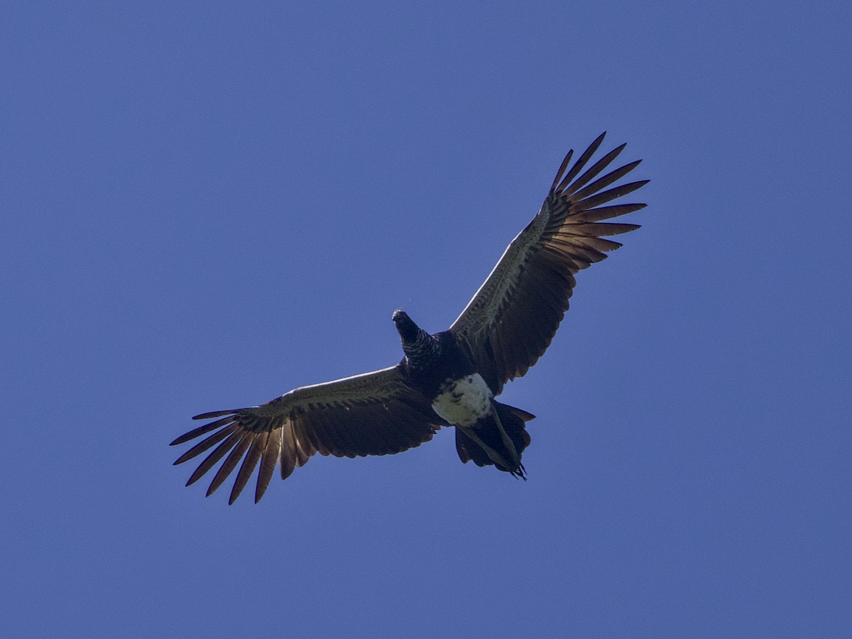 Horned Screamer - ML642772974