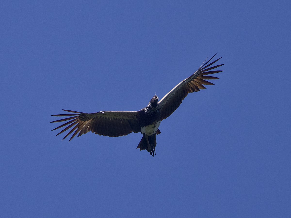 Horned Screamer - ML642772975