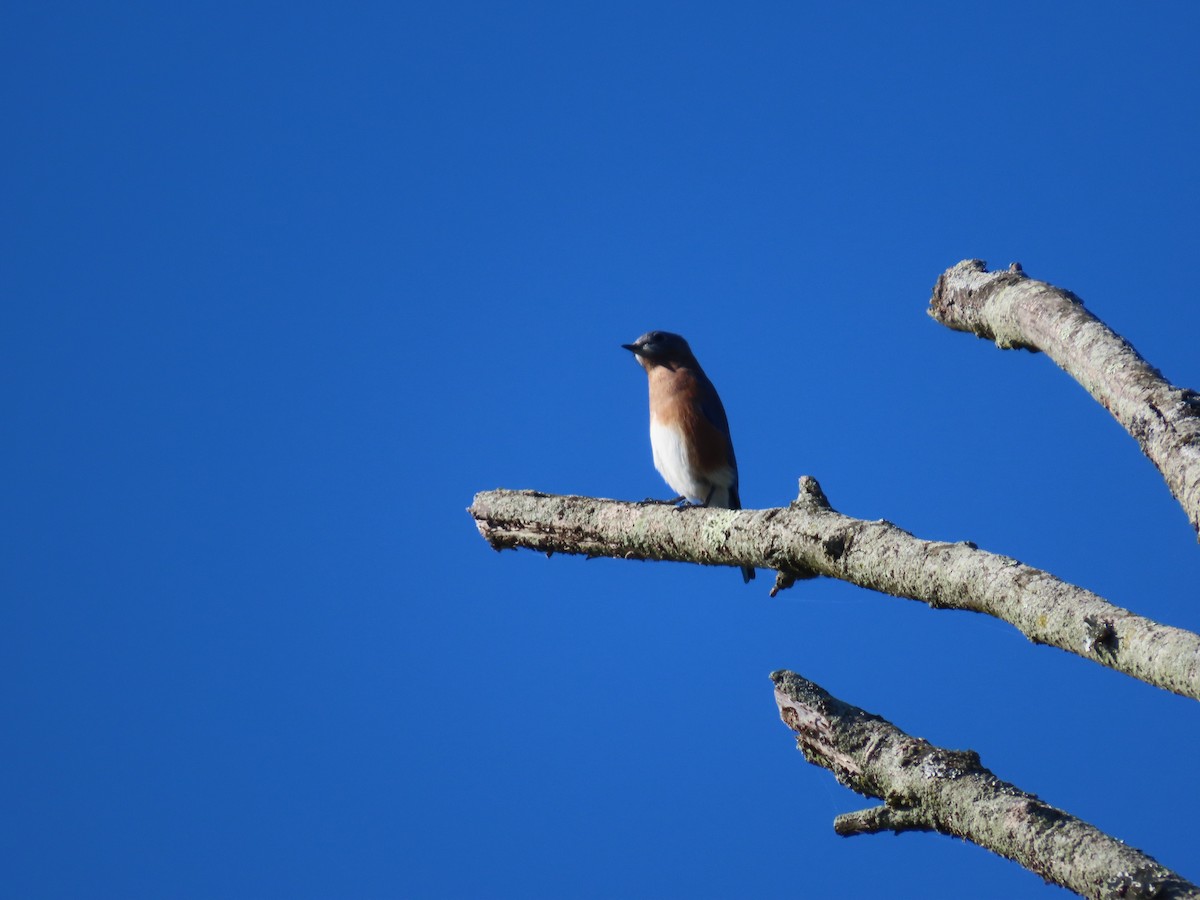 Eastern Bluebird - ML642772980