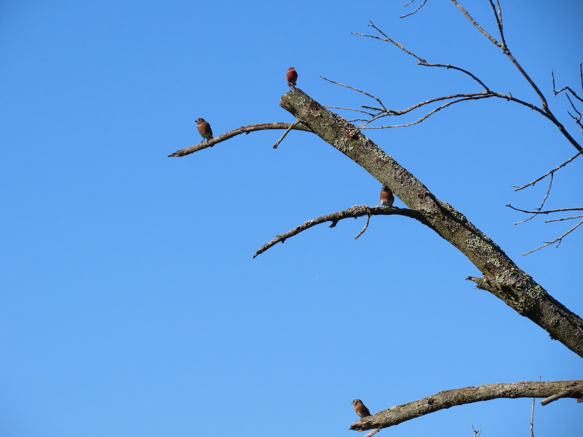Eastern Bluebird - ML642772981