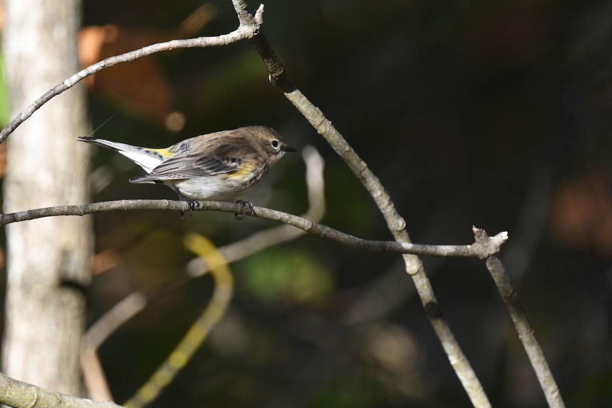 Yellow-rumped Warbler - ML642772984