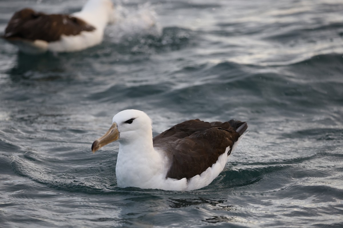 Black-browed Albatross - ML642772994