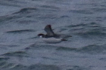 Ancient Murrelet - ML642772995