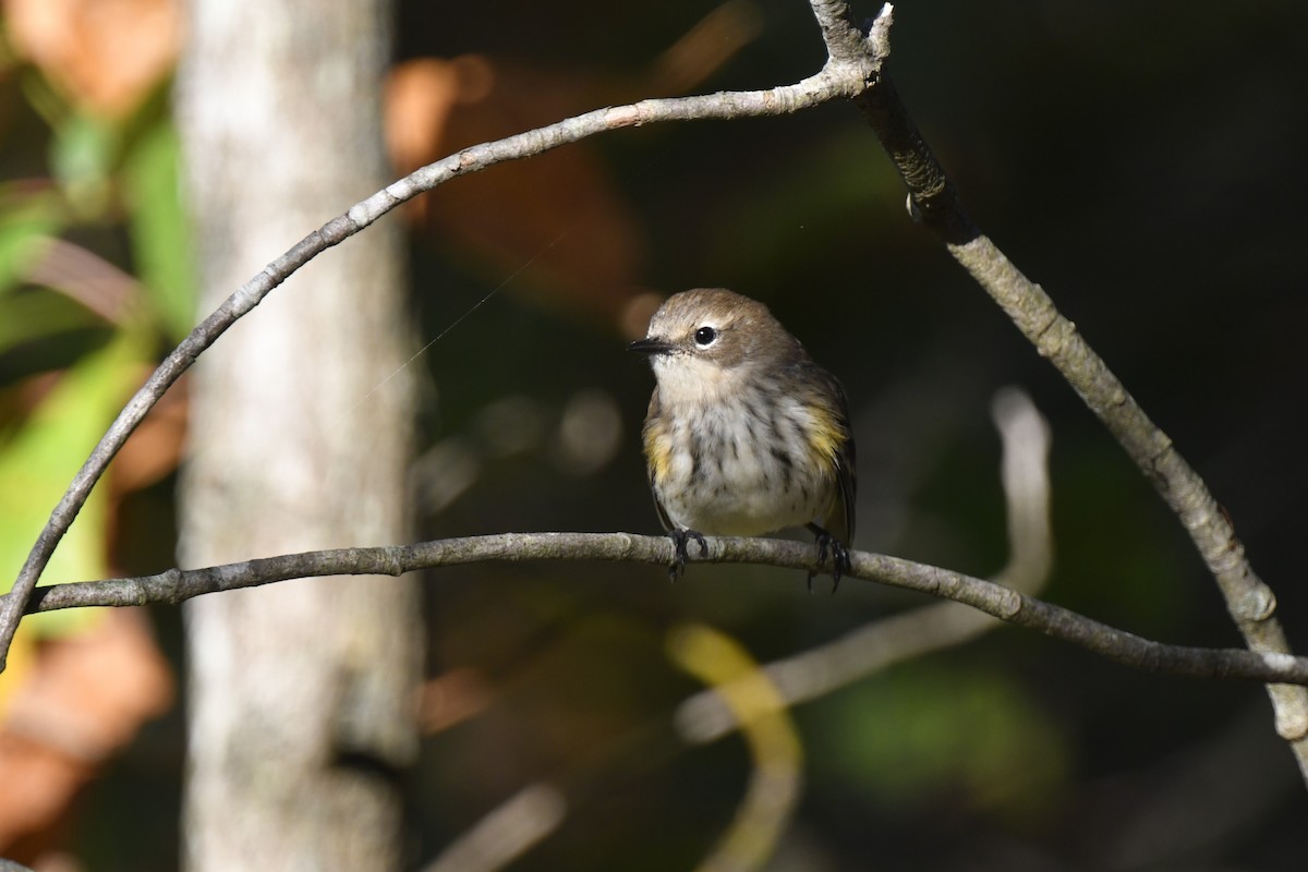 Yellow-rumped Warbler - ML642773000