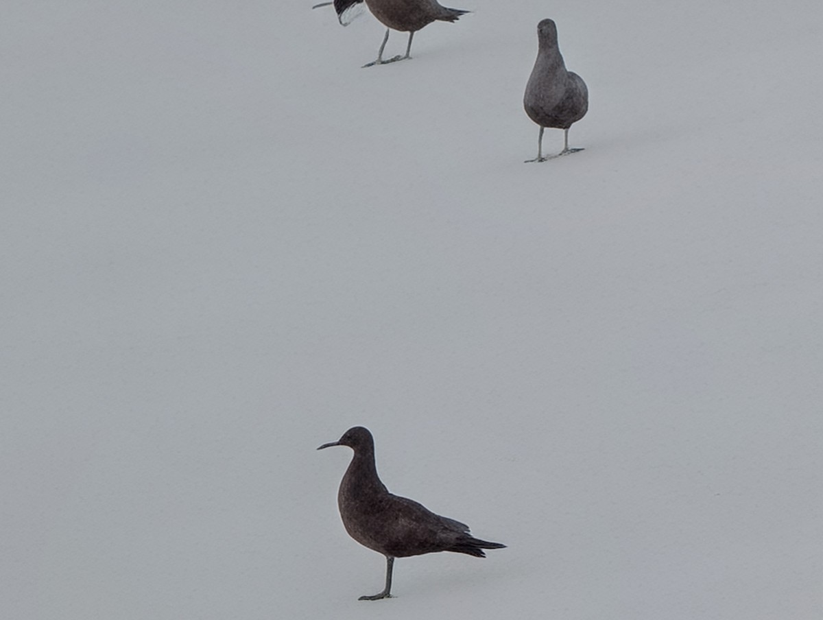 Black Oystercatcher - ML642773013