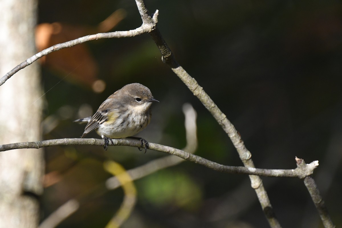 Yellow-rumped Warbler - ML642773016