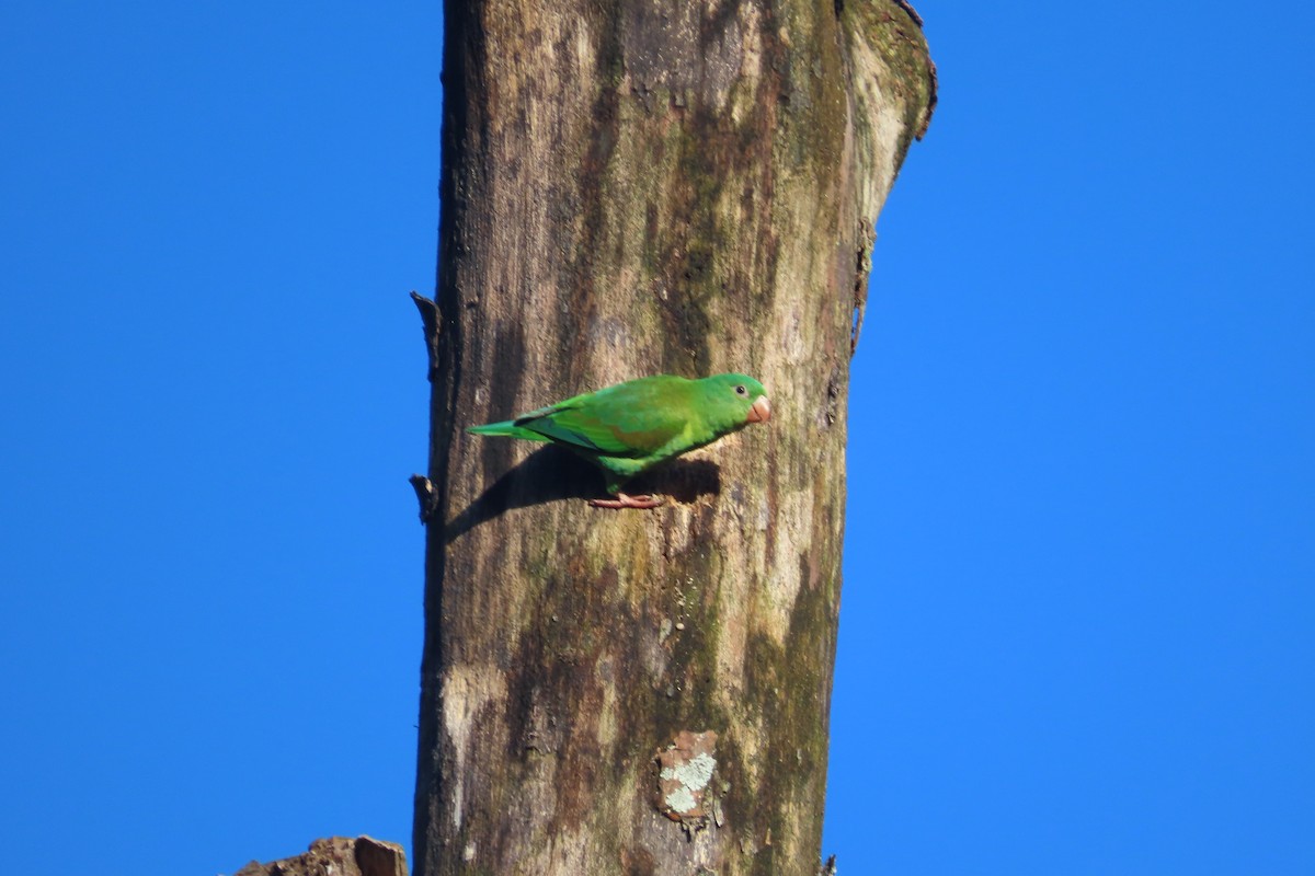 Orange-chinned Parakeet - ML642773034