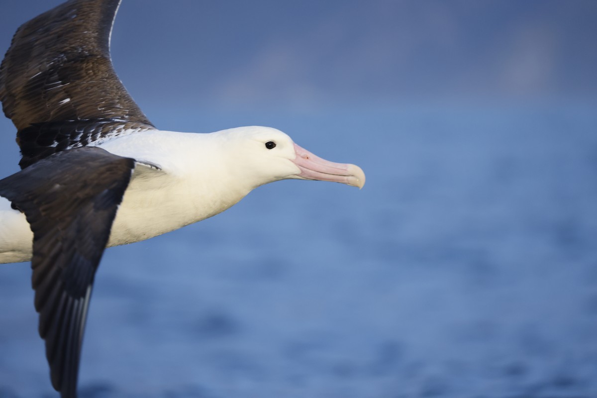 Northern Royal Albatross - ML642773041