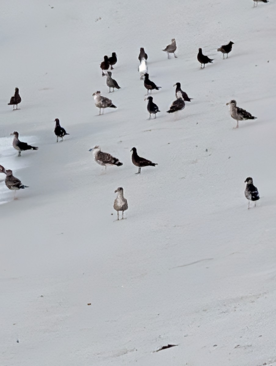Black Oystercatcher - ML642773042