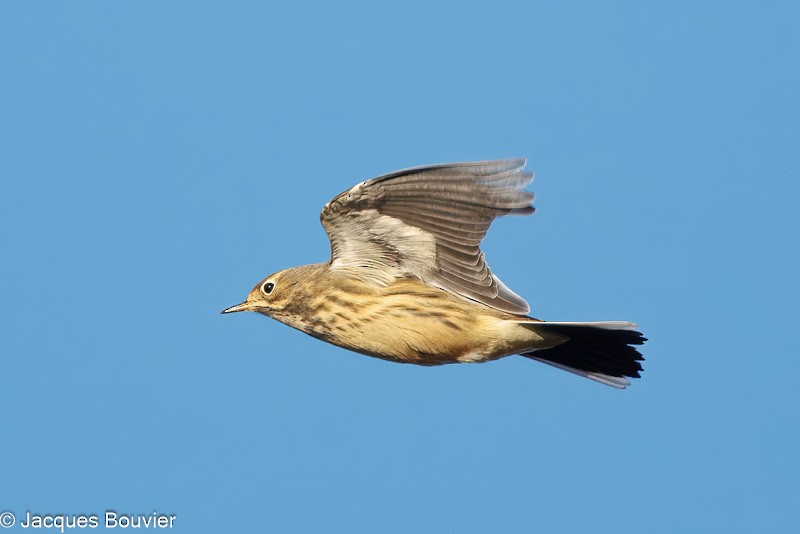 American Pipit - ML642773046