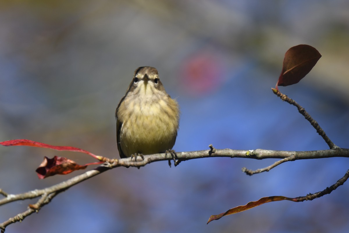 Palm Warbler - ML642773048