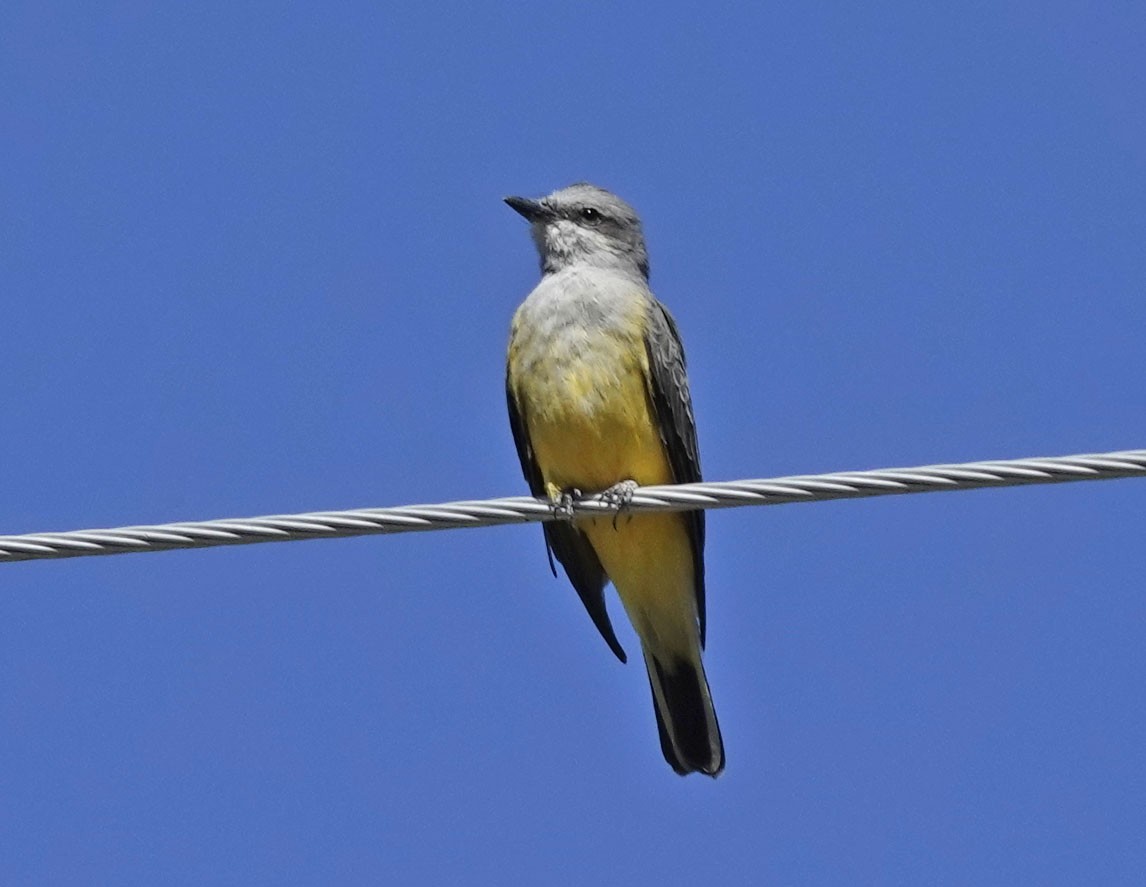 Western Kingbird - ML642773056