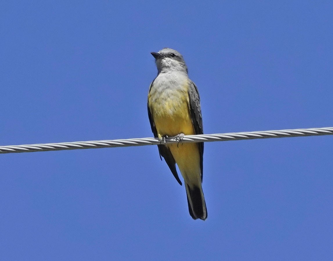 Western Kingbird - ML642773057