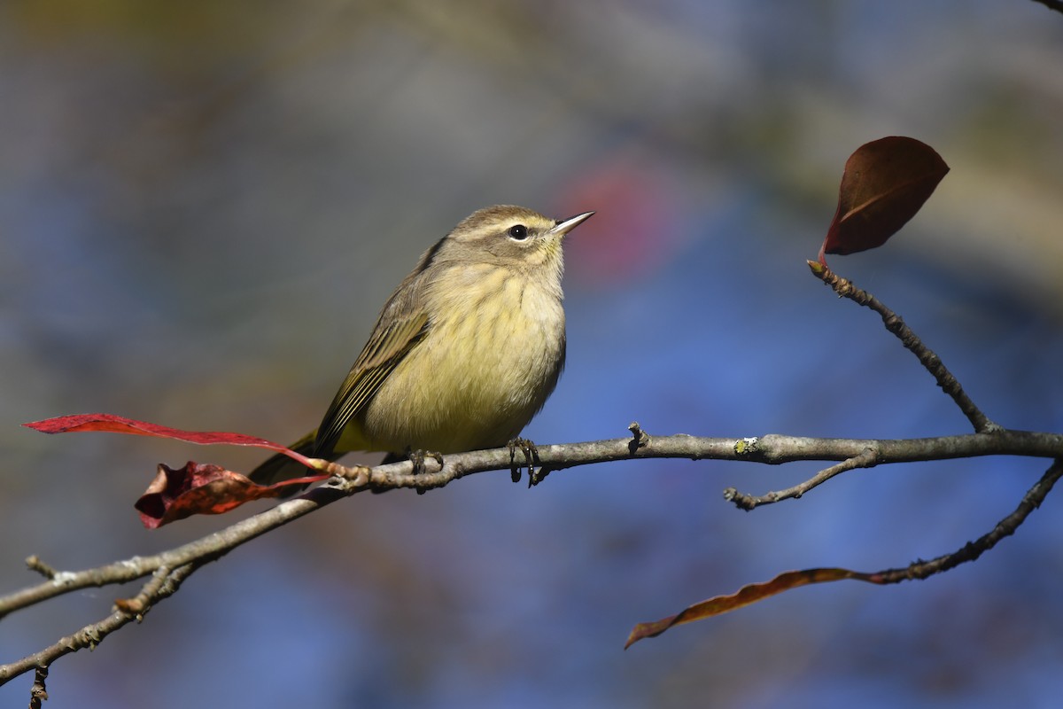 Palm Warbler - ML642773066