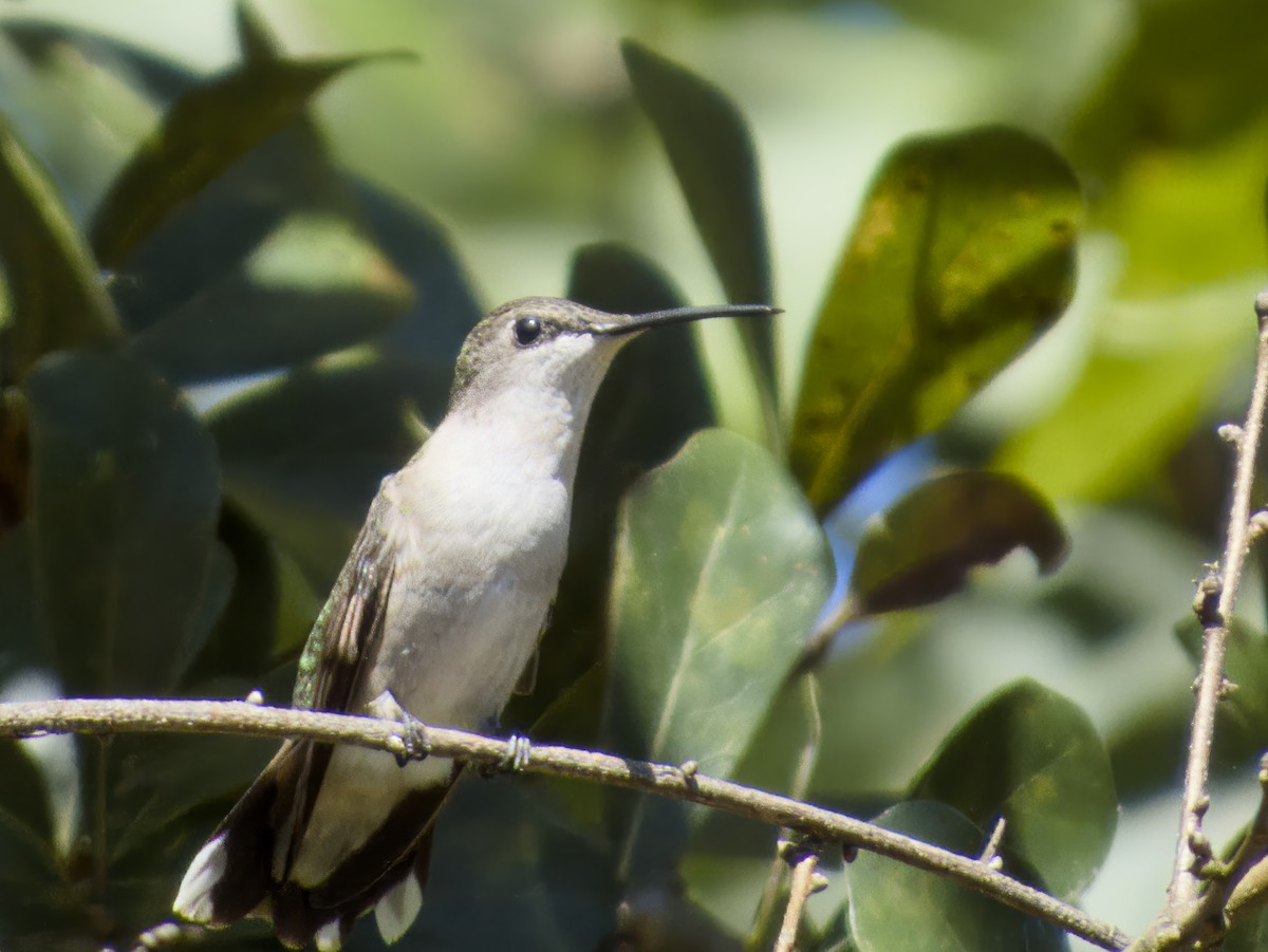 Ruby-throated Hummingbird - ML642773081