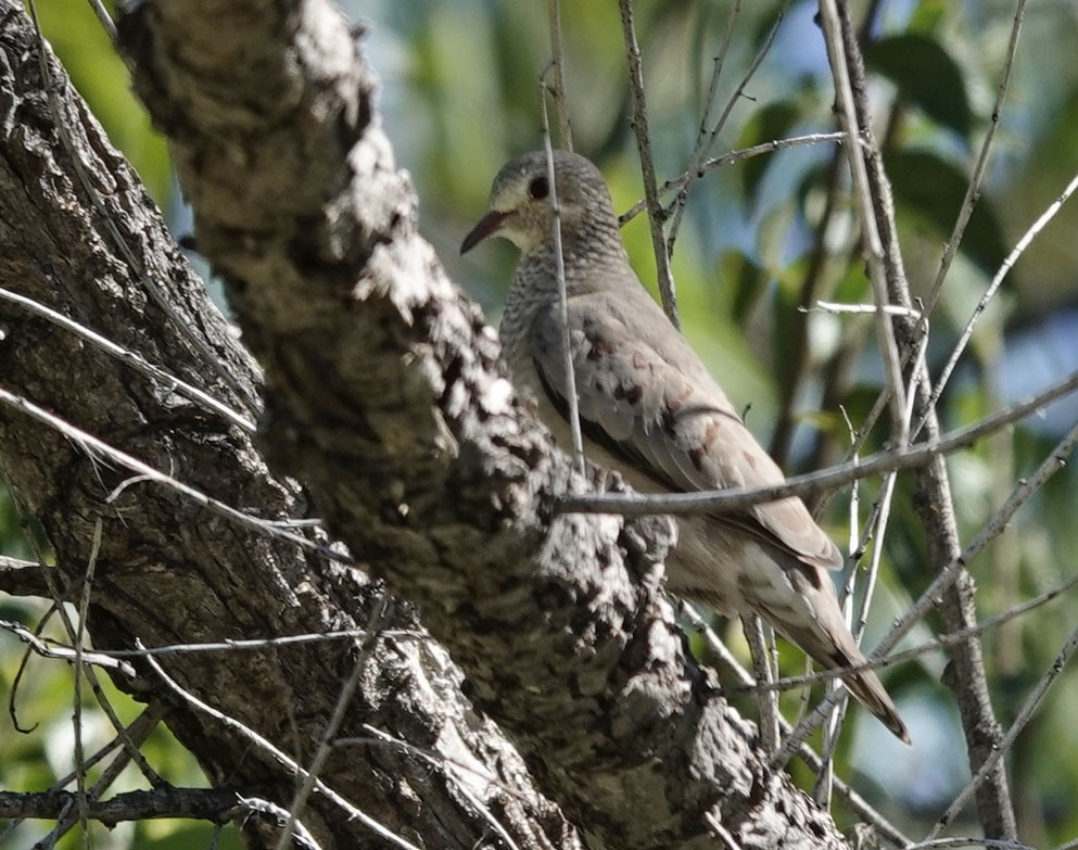 Common Ground Dove - ML642773083