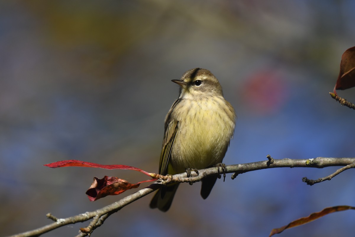 Palm Warbler - ML642773090