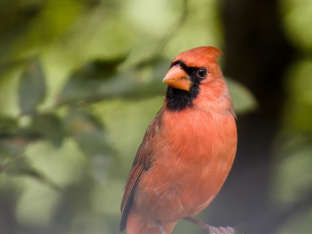 Northern Cardinal - ML642773097