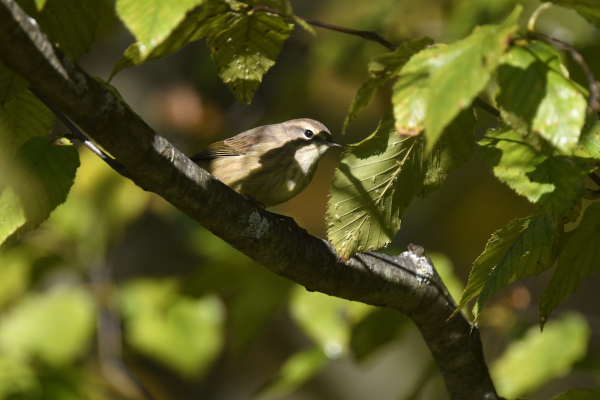 Palm Warbler - ML642773108