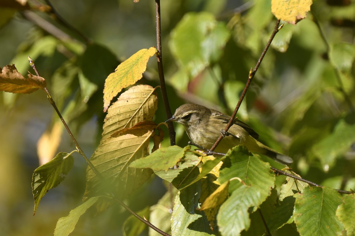 Palm Warbler - ML642773129