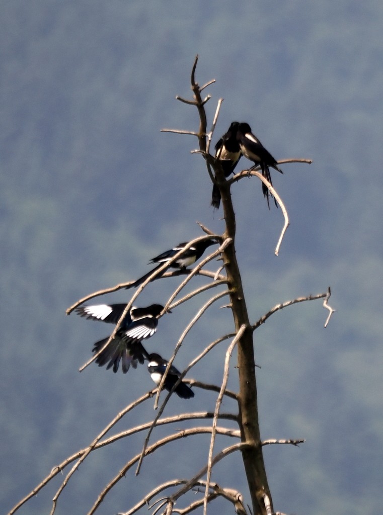 Black-rumped Magpie - ML642773131