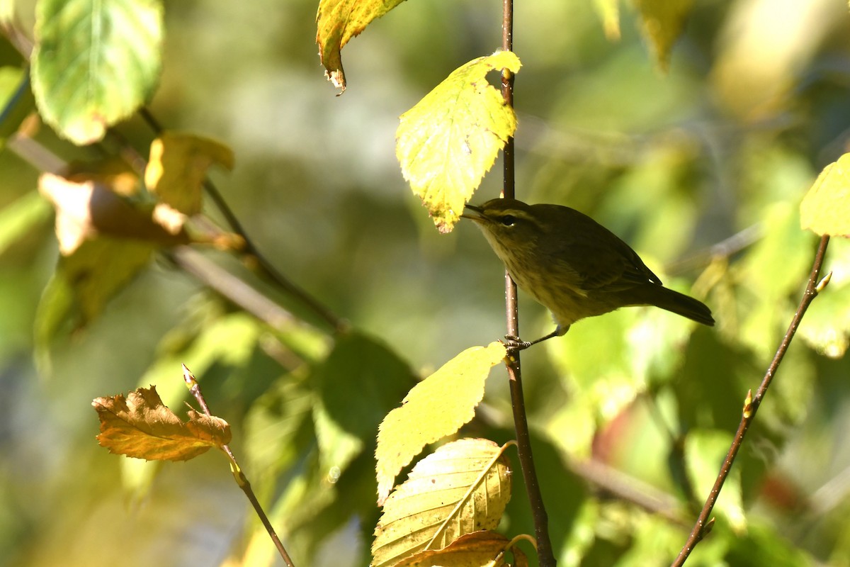 Palm Warbler - ML642773148